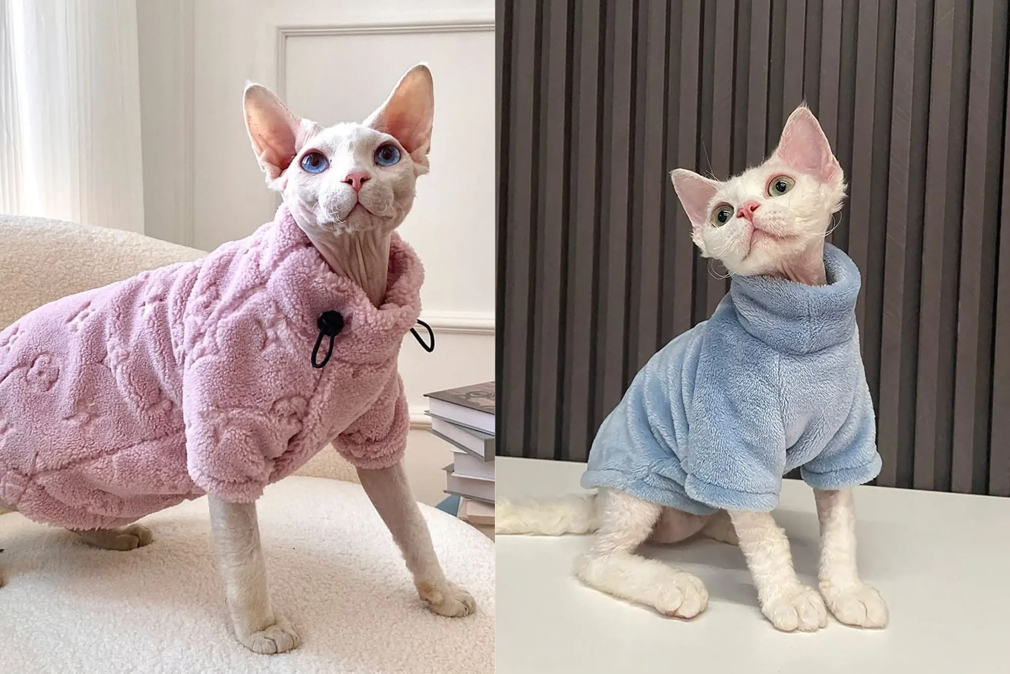 Sphynx Outfits